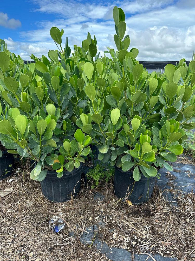 clusia-guttifera-small-leaf-clusia