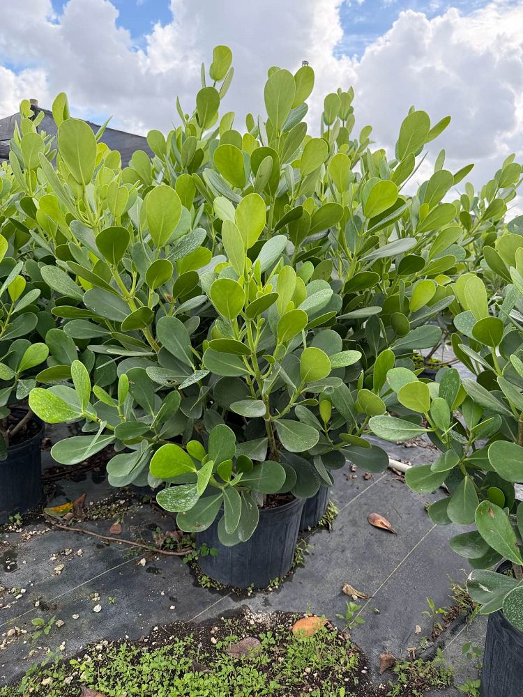 clusia-guttifera-small-leaf-clusia