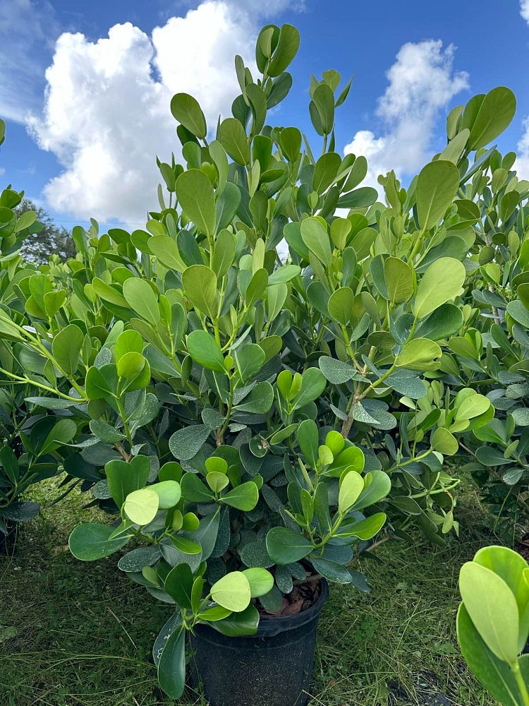 clusia-guttifera-small-leaf-clusia