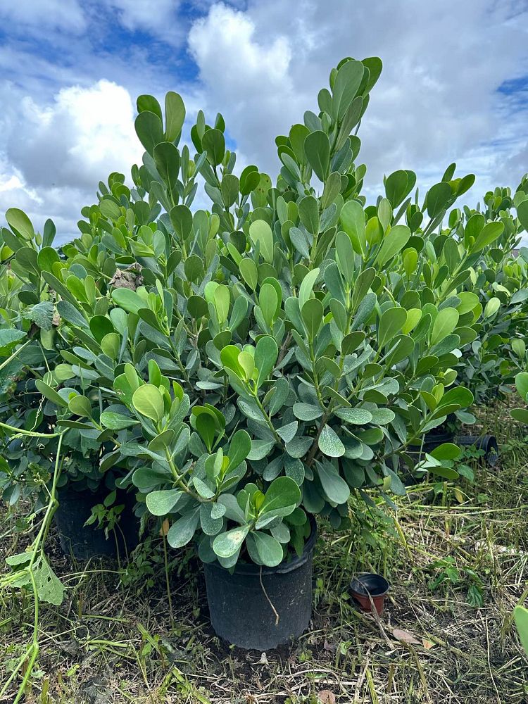 clusia-guttifera-small-leaf-clusia