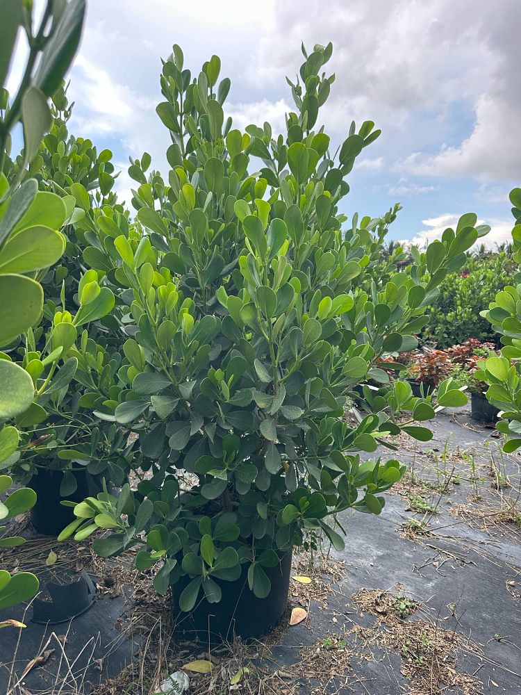clusia-guttifera-small-leaf-clusia