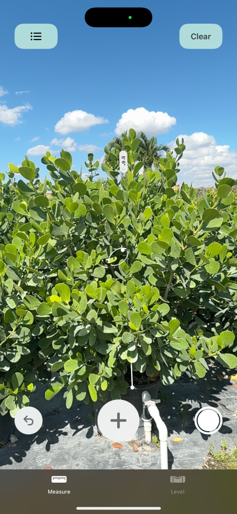 clusia-guttifera-small-leaf-clusia