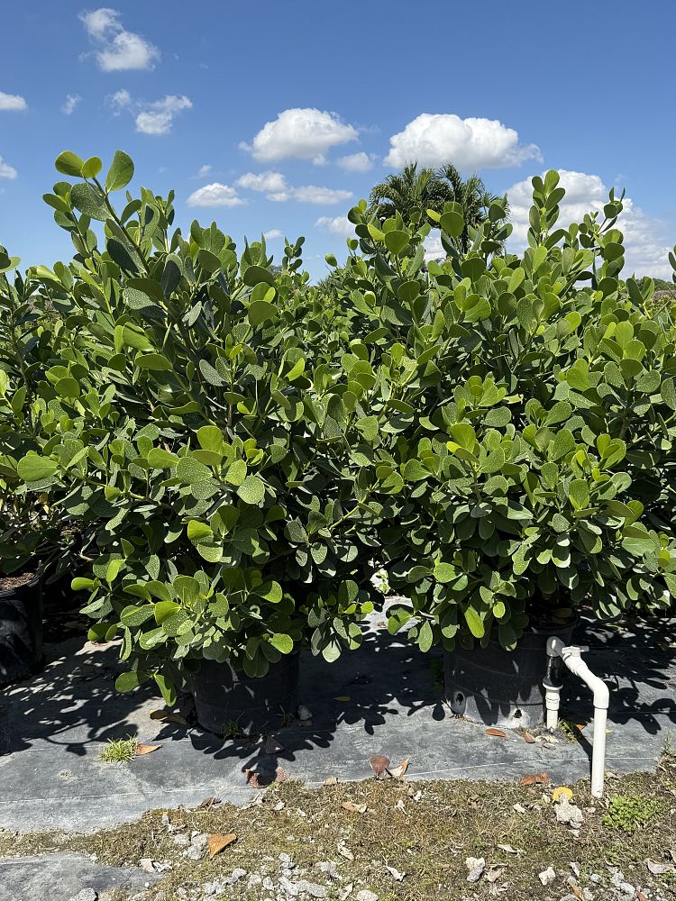 clusia-guttifera-small-leaf-clusia
