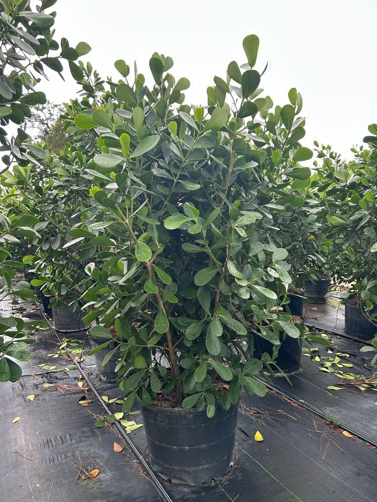 clusia-guttifera-small-leaf-clusia