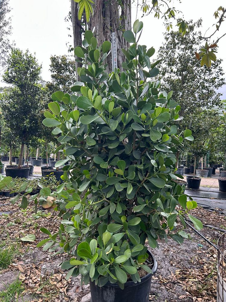 clusia-guttifera-small-leaf-clusia