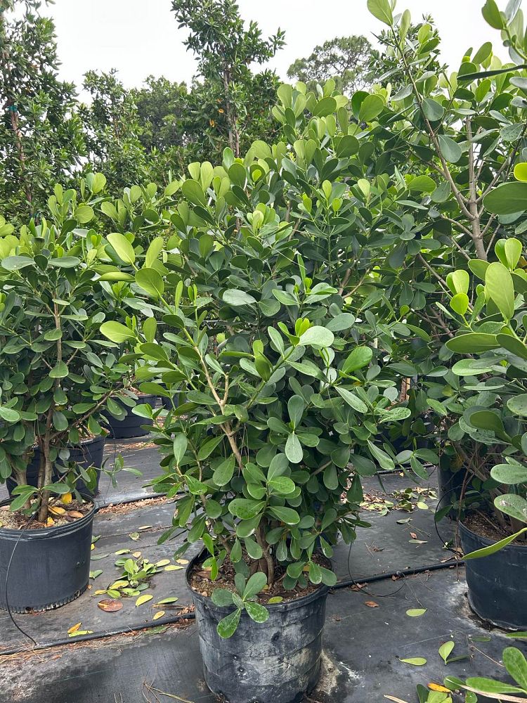 clusia-guttifera-small-leaf-clusia