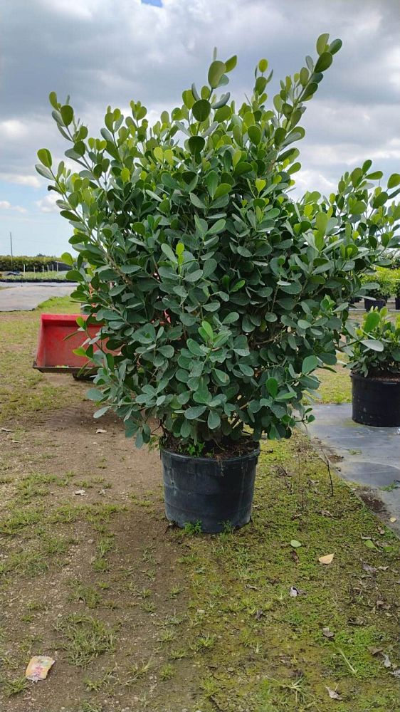 clusia-guttifera-small-leaf-clusia