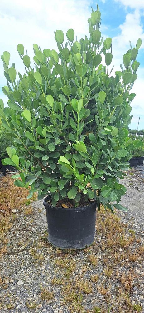 clusia-guttifera-small-leaf-clusia