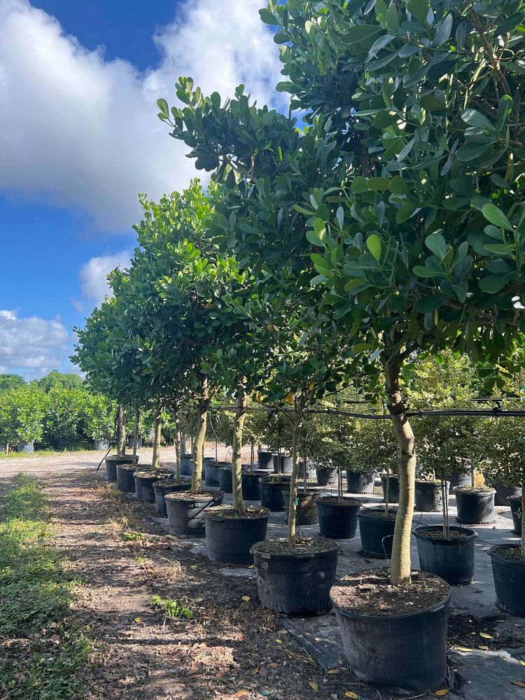 clusia-guttifera-small-leaf-clusia