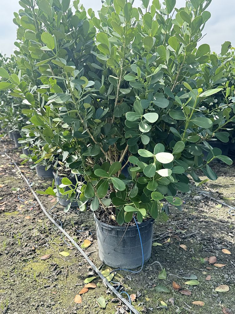 clusia-guttifera-small-leaf-clusia