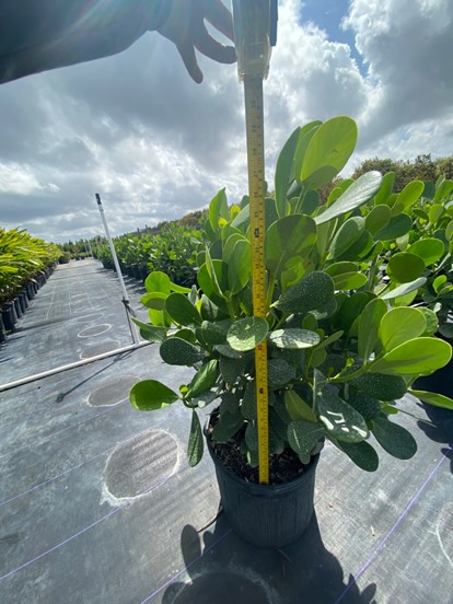 clusia-guttifera-small-leaf-clusia