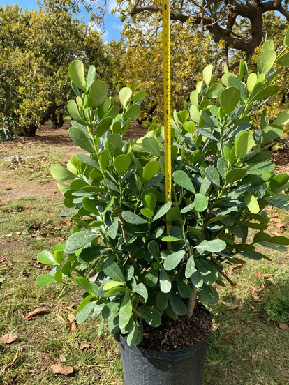 clusia-guttifera-small-leaf-clusia