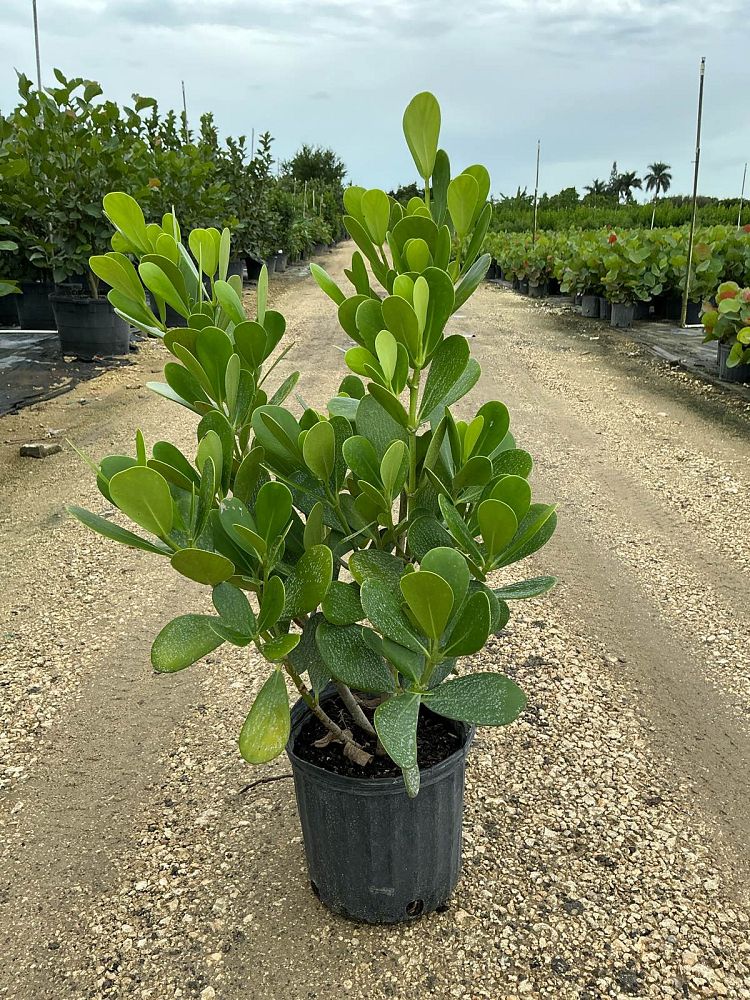 clusia-guttifera-small-leaf-clusia