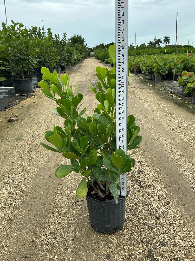 clusia-guttifera-small-leaf-clusia