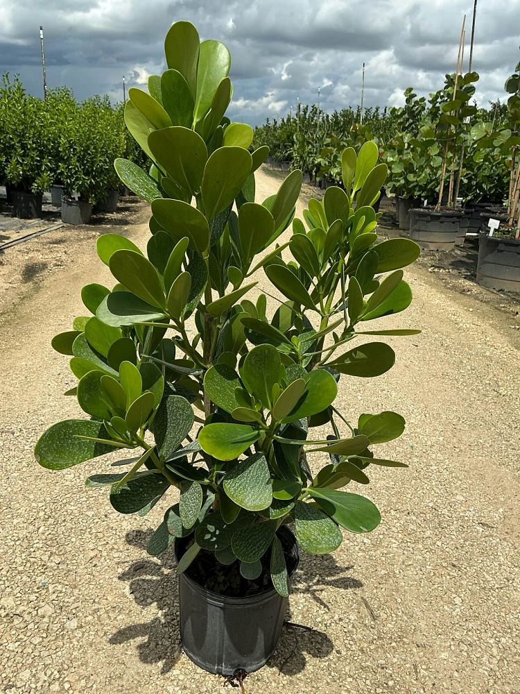 clusia-guttifera-small-leaf-clusia