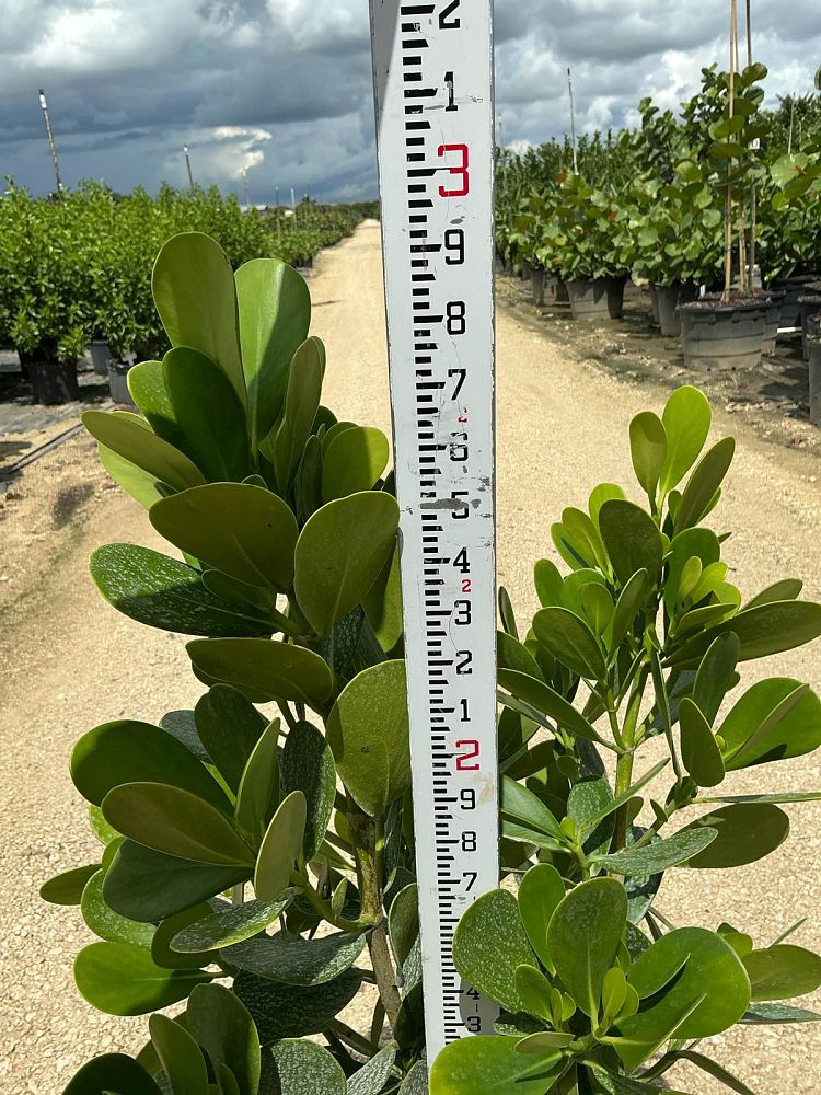 clusia-guttifera-small-leaf-clusia