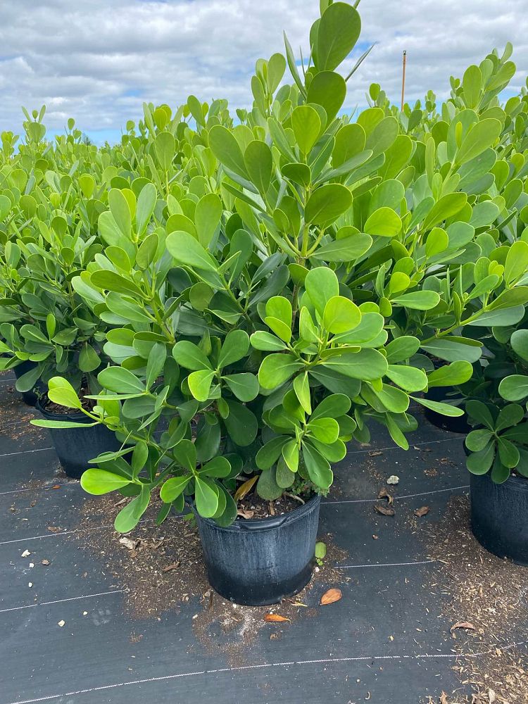 clusia-guttifera-small-leaf-clusia