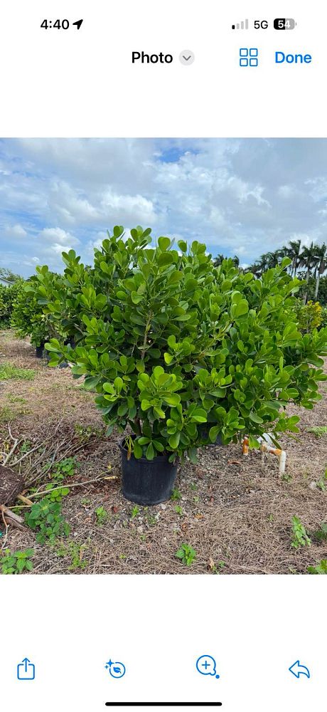 clusia-guttifera-small-leaf-clusia