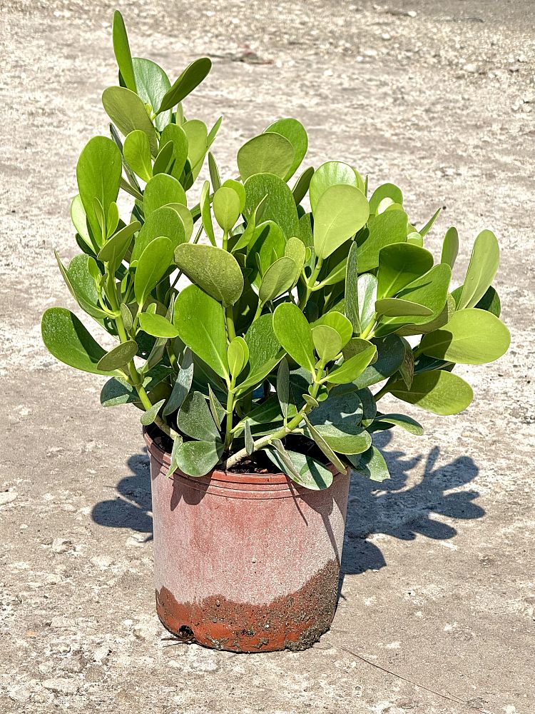 clusia-guttifera-small-leaf-clusia