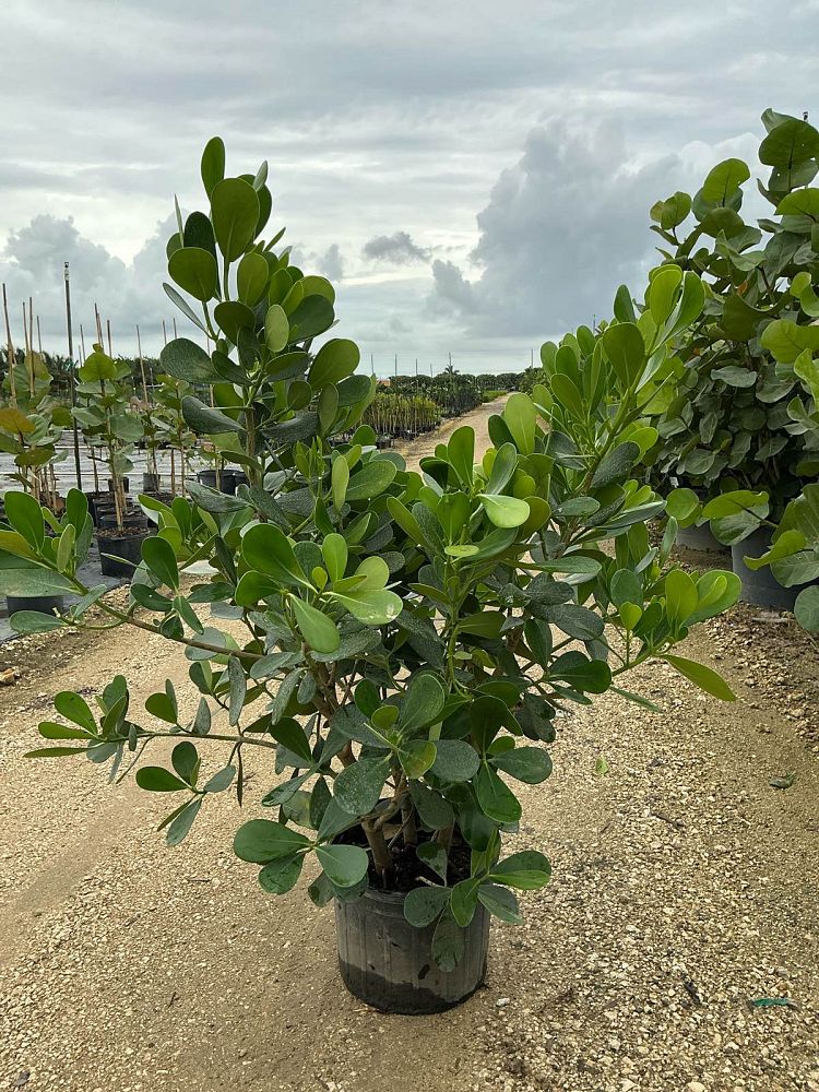 clusia-guttifera-small-leaf-clusia