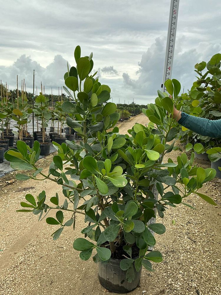 clusia-guttifera-small-leaf-clusia
