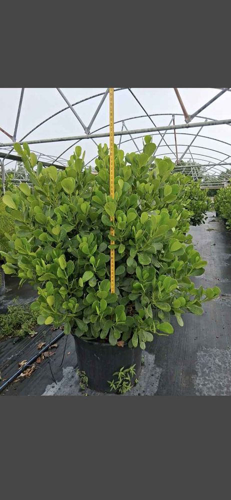 clusia-guttifera-small-leaf-clusia