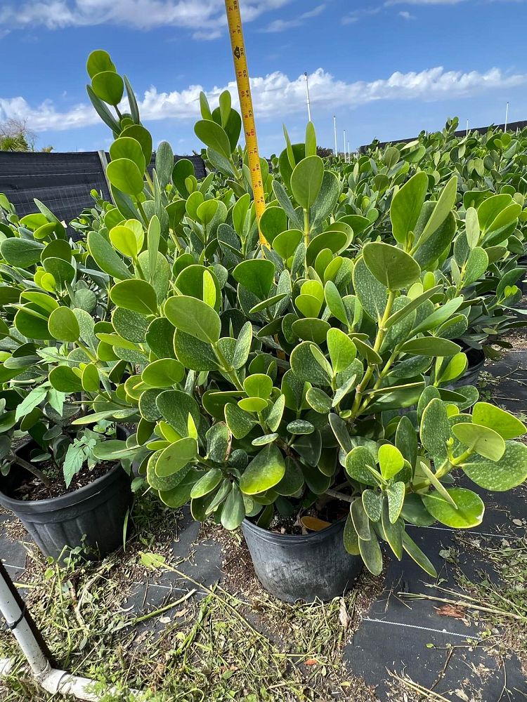 clusia-guttifera-small-leaf-clusia