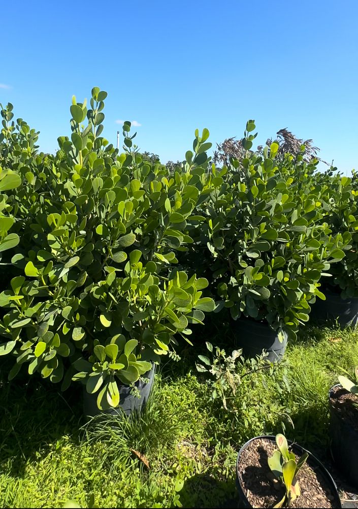 clusia-guttifera-small-leaf-clusia