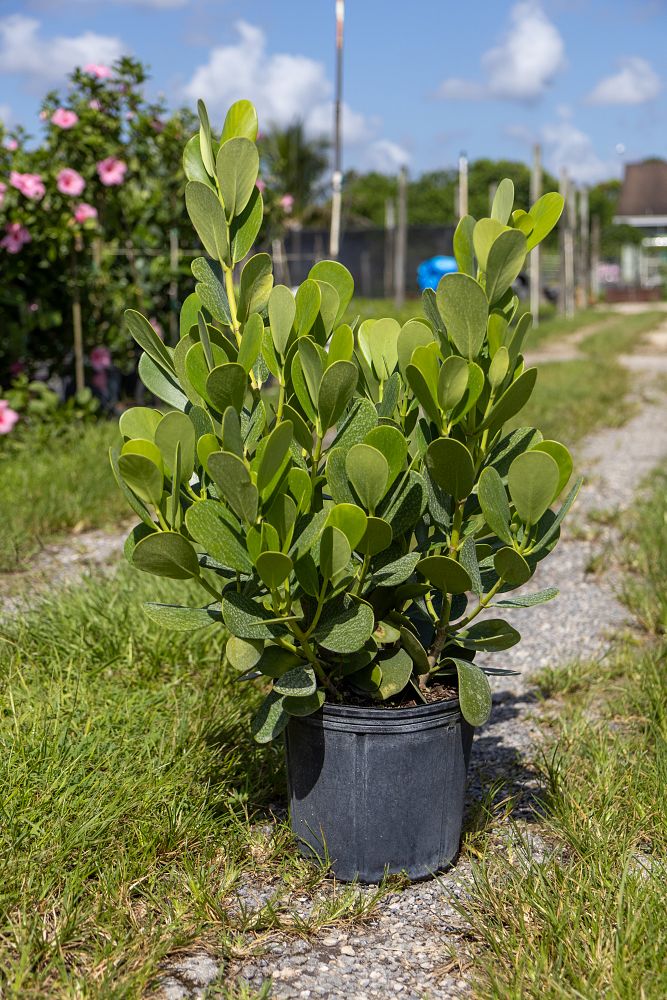clusia-guttifera-small-leaf-clusia