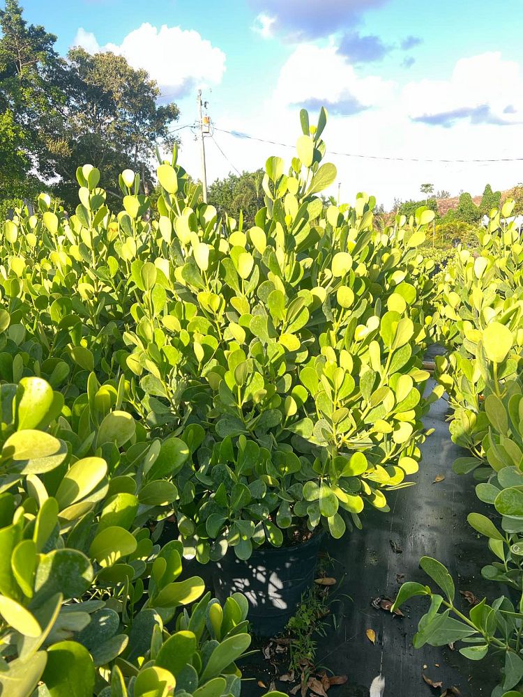 clusia-guttifera-small-leaf-clusia