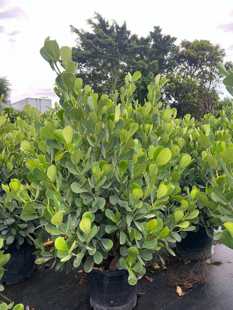 clusia-guttifera-small-leaf-clusia