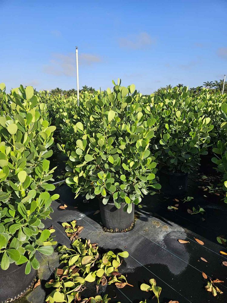 clusia-guttifera-small-leaf-clusia