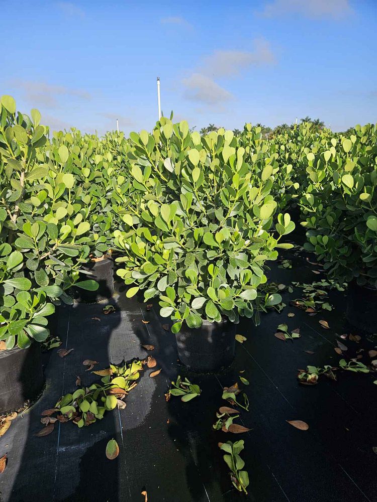 clusia-guttifera-small-leaf-clusia