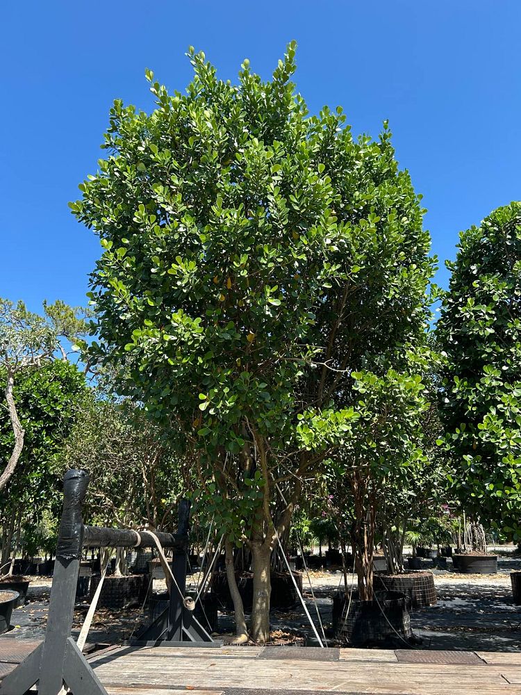 clusia-guttifera-small-leaf-clusia