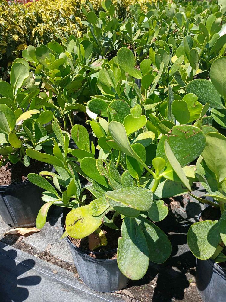 clusia-guttifera-small-leaf-clusia