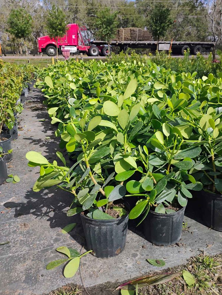 clusia-guttifera-small-leaf-clusia