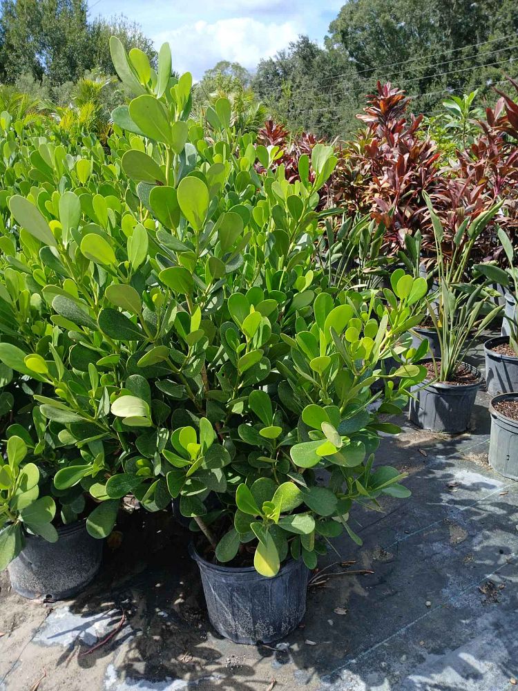 clusia-guttifera-small-leaf-clusia