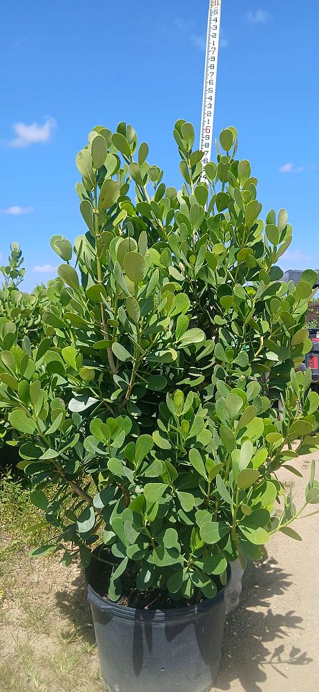 clusia-guttifera-small-leaf-clusia