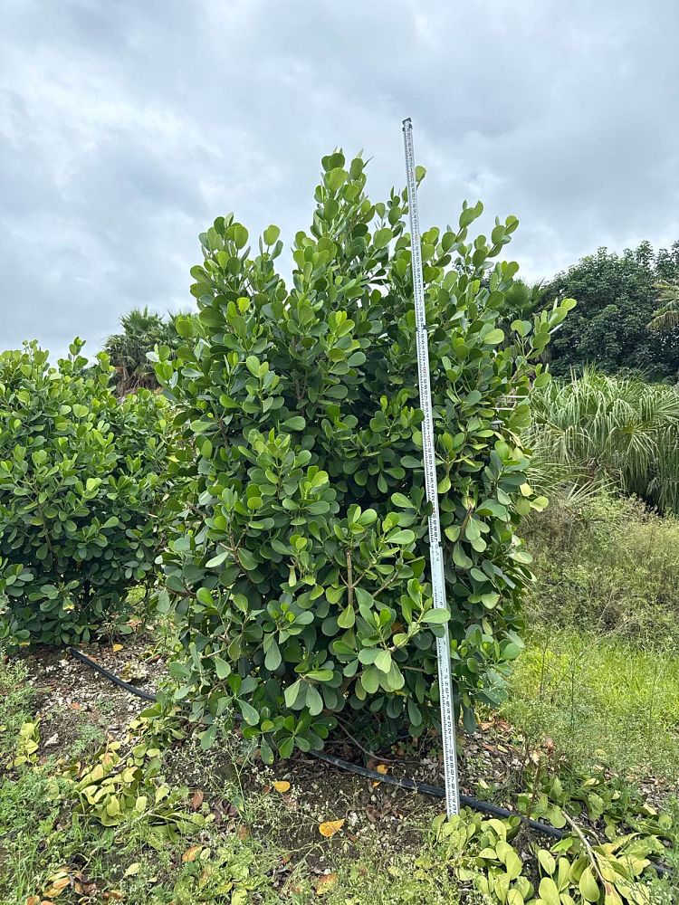 clusia-guttifera-small-leaf-clusia