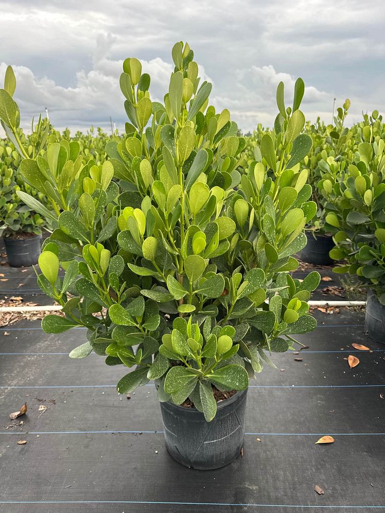 clusia-guttifera-small-leaf-clusia