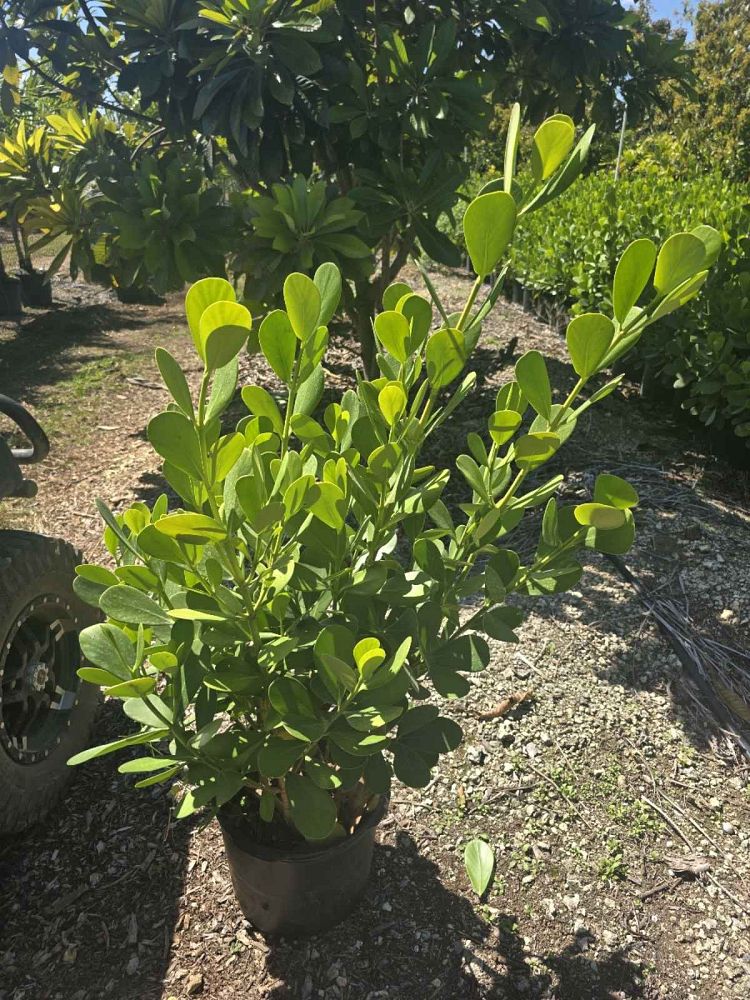 clusia-guttifera-small-leaf-clusia
