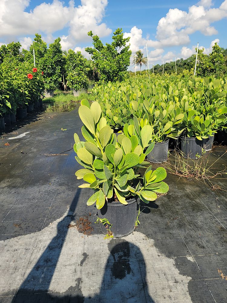 clusia-guttifera-small-leaf-clusia