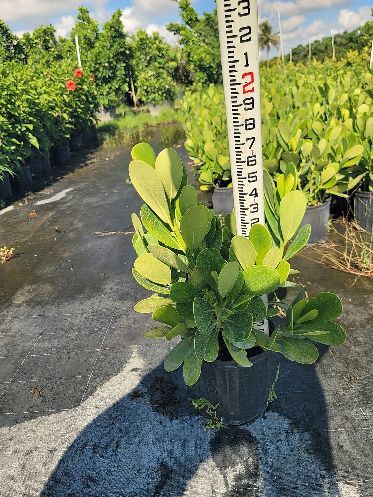 clusia-guttifera-small-leaf-clusia
