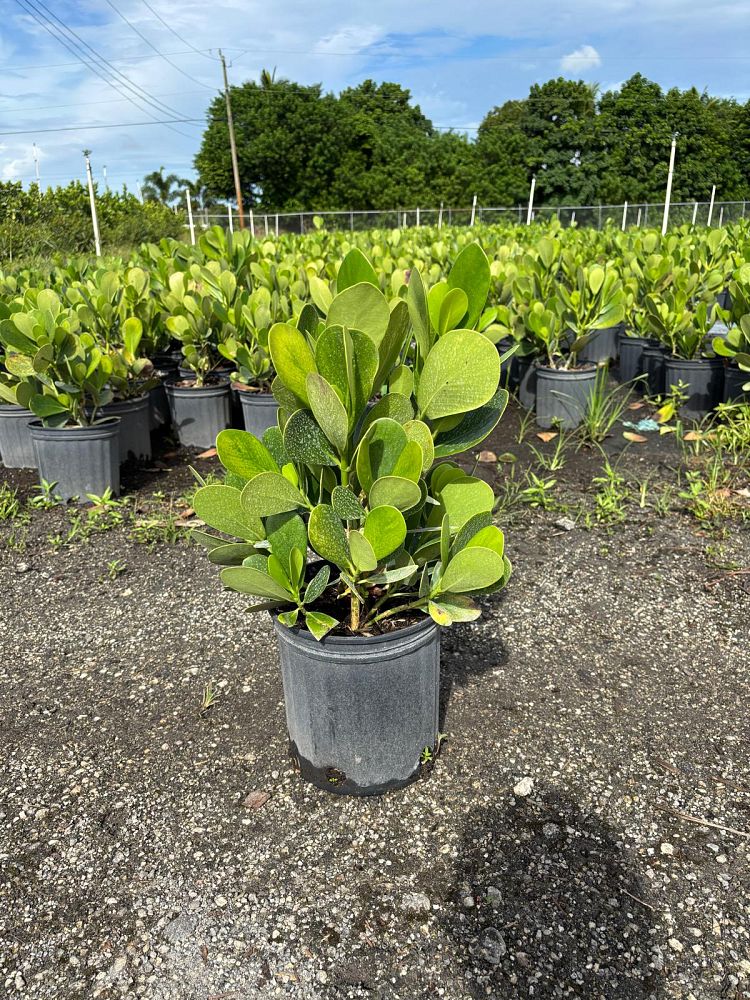 clusia-guttifera-small-leaf-clusia