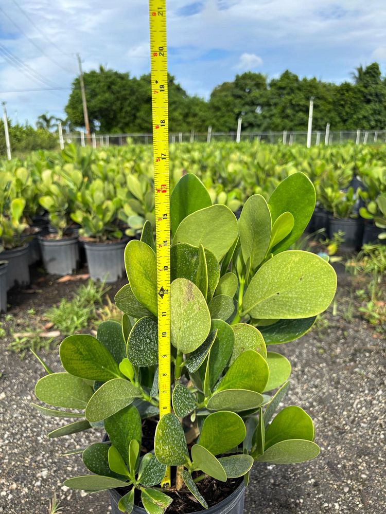 clusia-guttifera-small-leaf-clusia