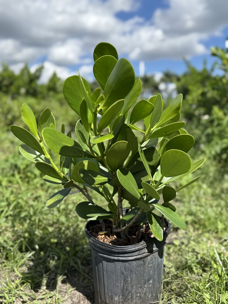 clusia-guttifera-small-leaf-clusia
