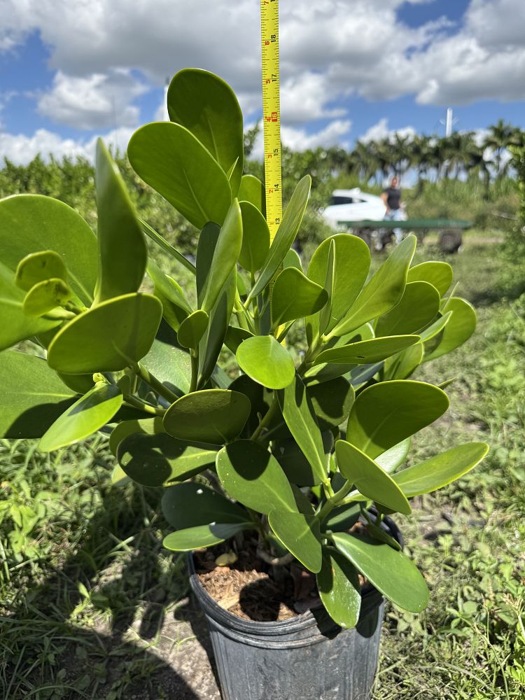 clusia-guttifera-small-leaf-clusia