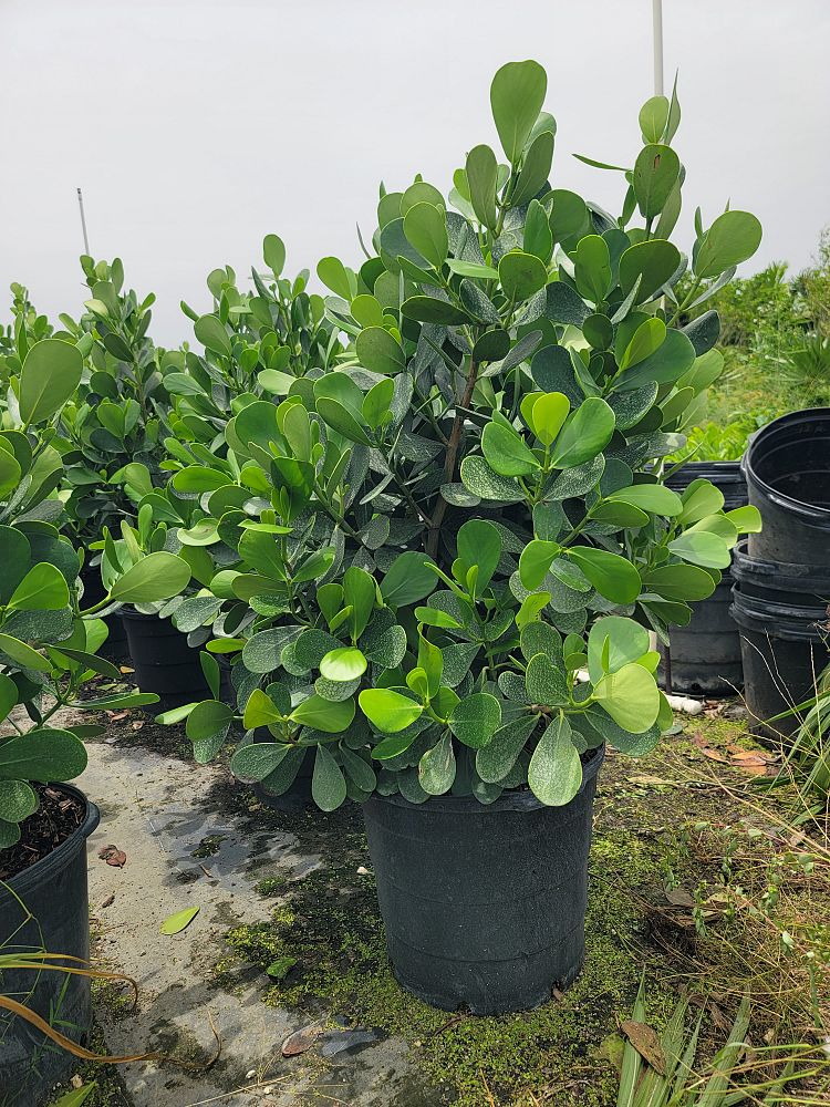clusia-guttifera-small-leaf-clusia