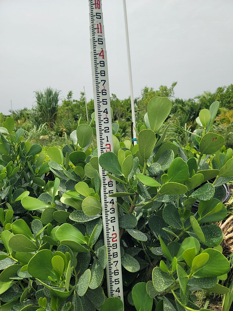 clusia-guttifera-small-leaf-clusia