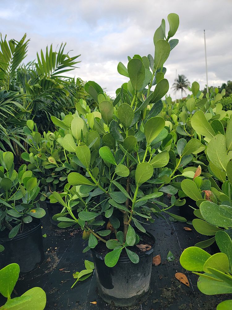 clusia-guttifera-small-leaf-clusia